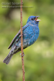 Indigo Bunting