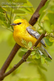 Blue-winged Warbler