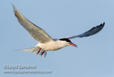 Common Tern