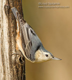 White-breasted Nuthatch