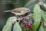 Black-throated Blue Warbler (female)