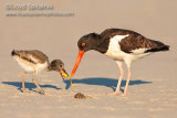 American Oystercatcher 