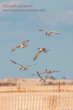 Common Tern