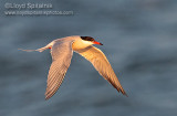 Common Tern