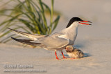 Common Tern