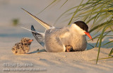 Common Tern