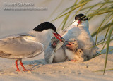 Common Tern