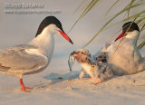 Common Tern