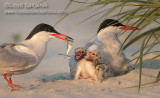 Common Tern