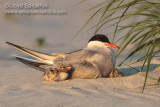 Common Tern