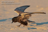 Black Tern