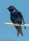 Purple Martin