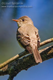 Eastern Wood-Pewee