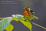 Blackburnian Warbler