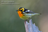 Blackburnian Warbler