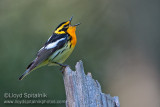 Blackburnian Warbler