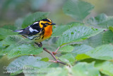 Blackburnian Warbler