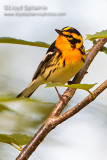 Blackburnian Warbler
