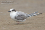 Arctic Tern (immature/subadult)