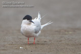Roseate Tern