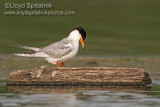 Forsters Tern