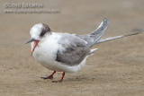 Arctic Tern (immature)