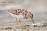 Least Sandpiper