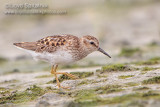 Least Sandpiper