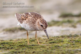 Least Sandpiper