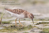 Least Sandpiper