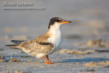 Common Tern (juvenile)