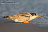 Common Tern (juvenile)