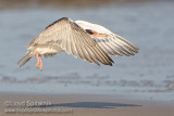 Common Tern (juvenile)