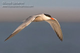 Common Tern