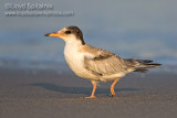 Common Tern (juvenile)