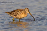 Short-billed Dowitcher (juvenile)