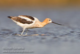 American Avocet