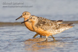 Red Knot
