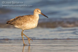 Willet (Western)