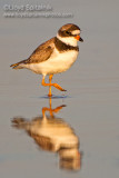 Semipalmated Plover