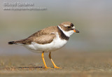 Semipalmated Plover