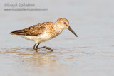 Western Sandpiper