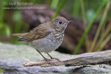 Bicknells Thrush
