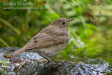 Gray-cheeked Thrush