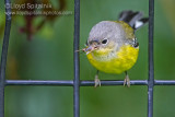 Magnolia Warbler