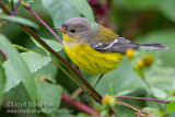 Magnolia Warbler