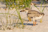 Black Skimmer (juvenile)