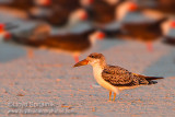 Black Skimmer
