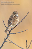 Vesper Sparrow