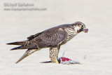 Peregrine Falcon (juvenile)